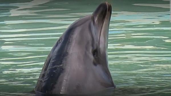 Ηράκλειο : Ολονύχτια αγωνία για εγκλωβισμένο δελφίνι στα βράχια του Κούλε