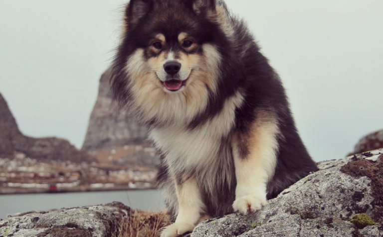 Κοροναϊός : Ειδικοί εξηγούν πόσο πιθανό είναι να κολλήσουν και τα κατοικίδια