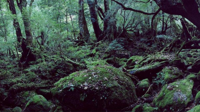 Αυτό είναι το πιο όμορφο δέντρο της Ευρώπης