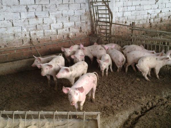 Αποκάλυψη – βόμβα: Εγγραφο ζητά μέτρα για ύπαρξη Αφρικανικής Πανώλης των χοίρων