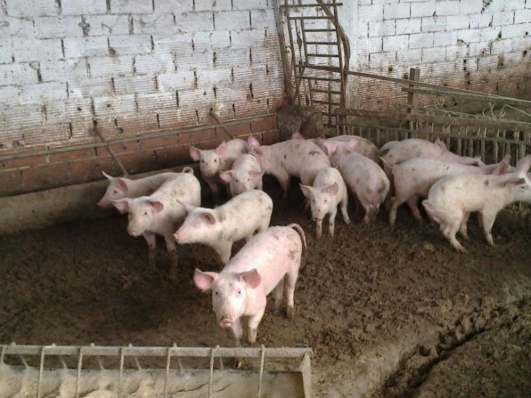 Αποκάλυψη – βόμβα: Εγγραφο ζητά μέτρα για ύπαρξη Αφρικανικής Πανώλης των χοίρων