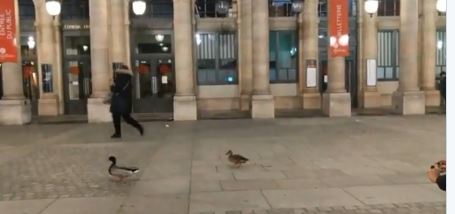 Κοροναϊός: Πάπιες κόβουν βόλτες στους έρημους δρόμους του Παρισιού