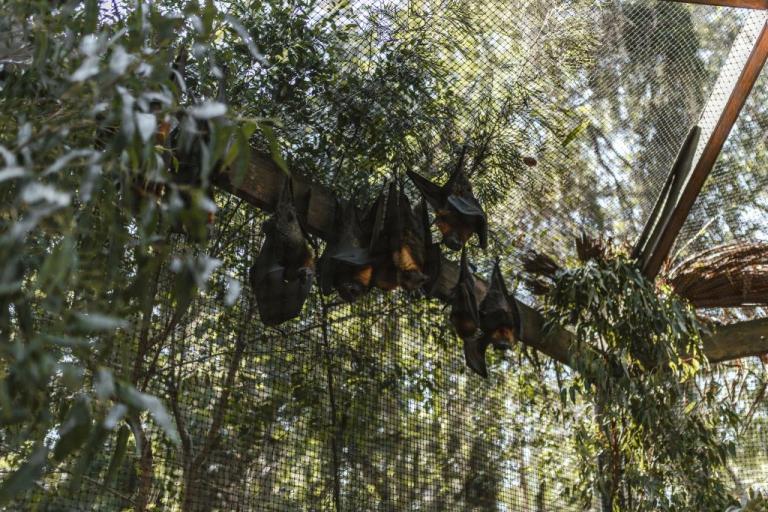 Κοροναϊός : Πως το εμπόριο άγριων ζώων οδήγησε στην πανδημία