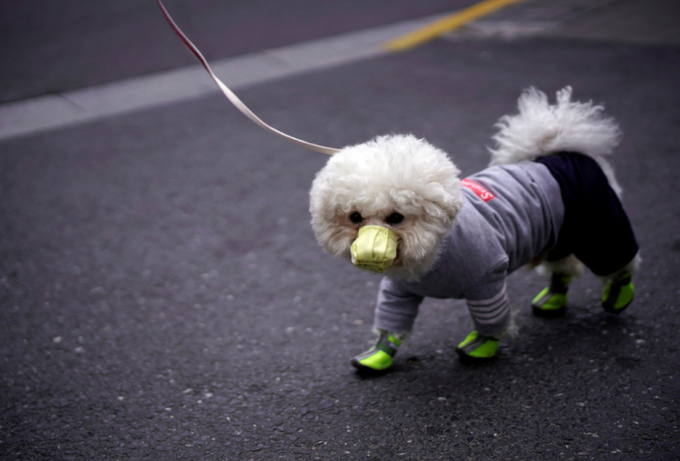 Χονγκ Κονγκ : Πέθανε ο πρώτος σκύλος που είχε διαγνωστεί με κοροναϊό