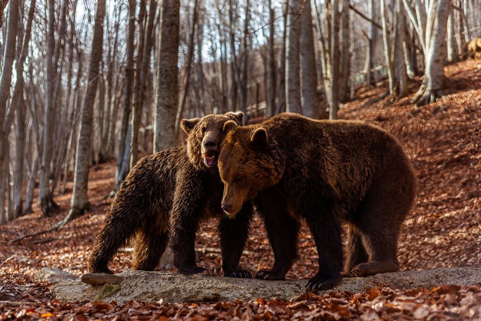 «Ξύπνησαν» οι αρκούδες στο Νυμφαίο | in.gr