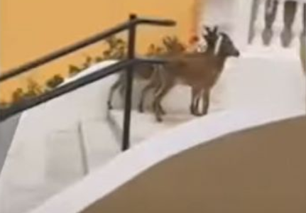 Απίστευτο βίντεο: Αγριοκάτσικα κάνουν… βόλτα στους δρόμους ισπανικής πόλης