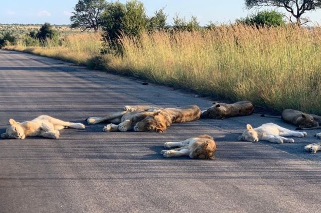 Λιοντάρια κοιμούνται… στο δρόμο εν μέσω lockdown