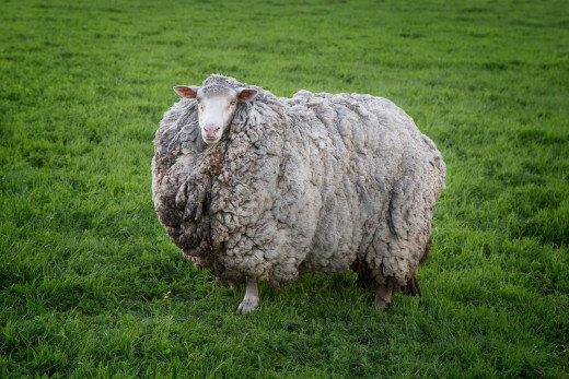 Τασμανία : Πρόβατο επέστρεψε σπίτι έπειτα από επτά χρόνια