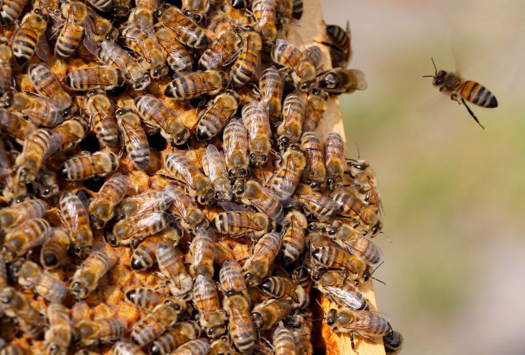 Κίνδυνος για την παγκόσμια αγροτική παραγωγή καθώς τα lockdown περιορίζουν την κίνηση των μελισσών