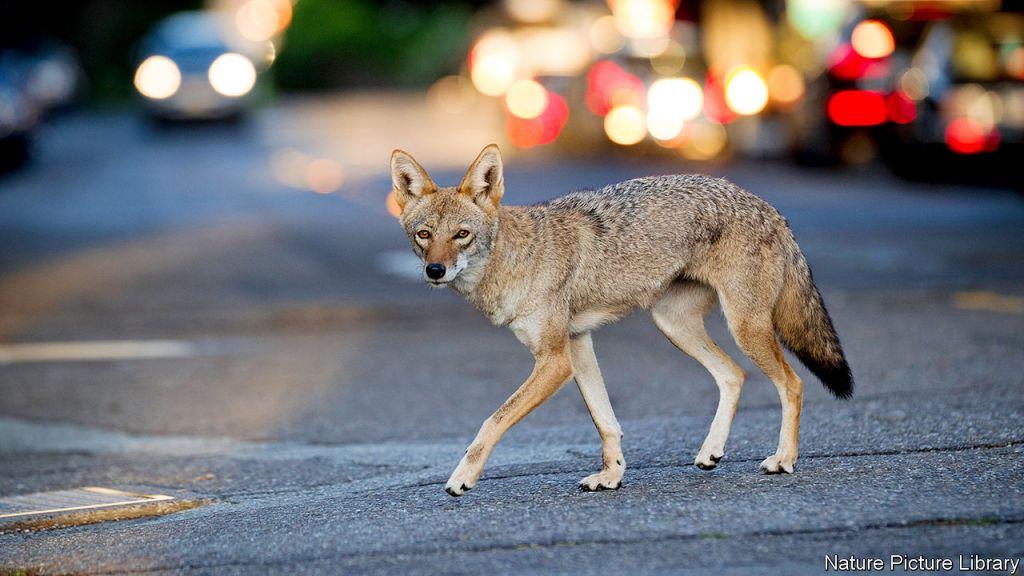 Κοροναϊός : Η καραντίνα των ανθρώπων έφερε την εμφάνιση άγριων ζώων στις πόλεις