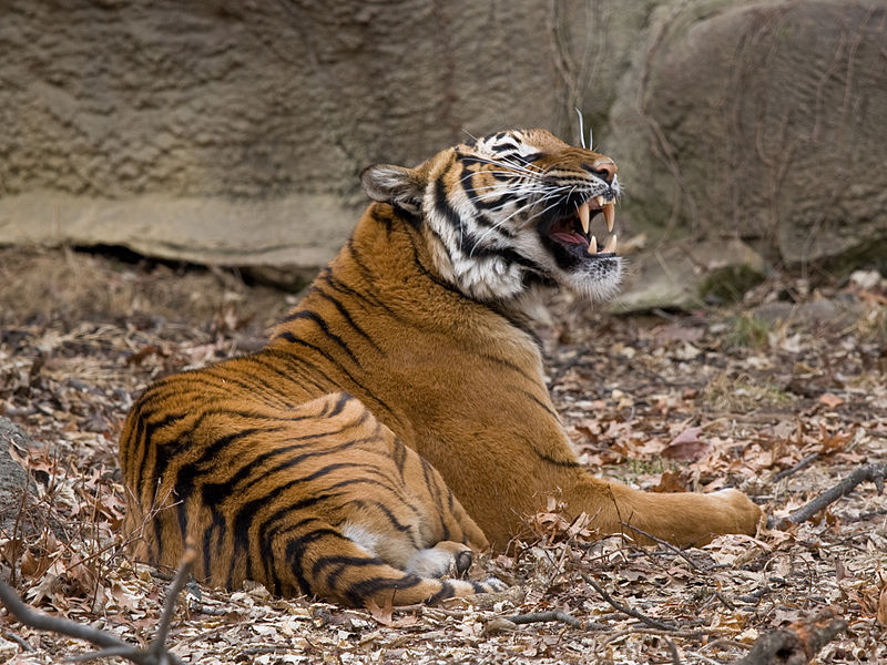 Κοροναϊός : Θετική στον ιό τίγρη σε ζωολογικό κήπο στη Νέα Υόρκη
