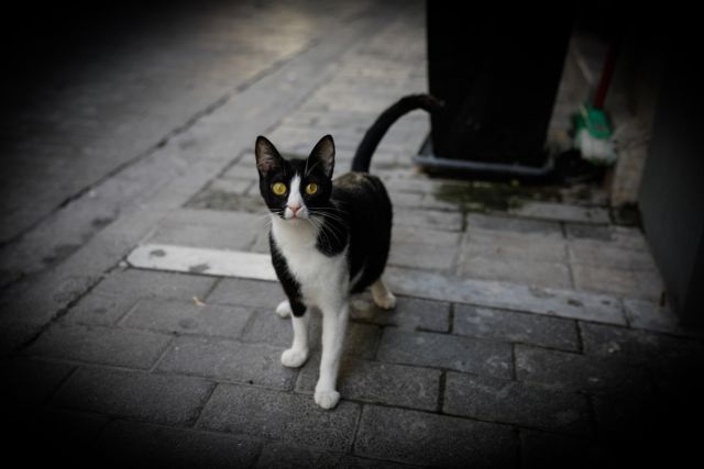 Κοροναϊός : Προσοχή στις γάτες - Τι λέει νέα κινεζική έρευνα