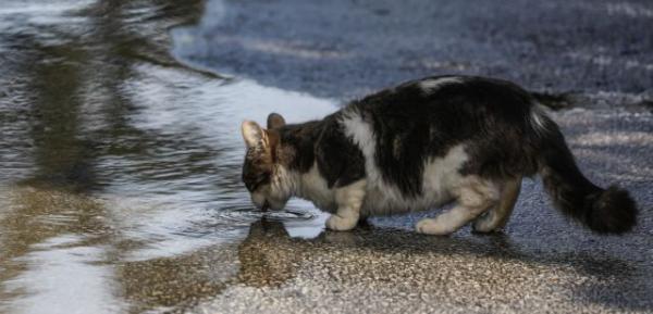 Κοροναϊός : Δύο γάτες στη Νέα Υόρκη βρέθηκαν θετικές – Τι λένε οι ειδικοί