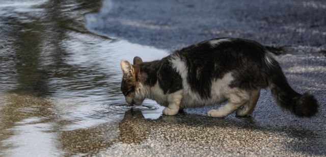 Κοροναϊός : Δύο γάτες στη Νέα Υόρκη βρέθηκαν θετικές - Τι λένε οι ειδικοί
