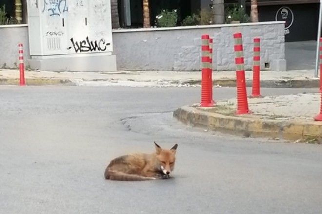 Αλεπού λιάζεται σε δρόμο της Αγίας Παρασκευής