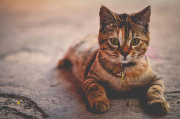 Θετικές στο κοροναϊό δύο γάτες – Δεν νοσεί κανένας από τους ανθρώπους που έμεναν μαζί τους