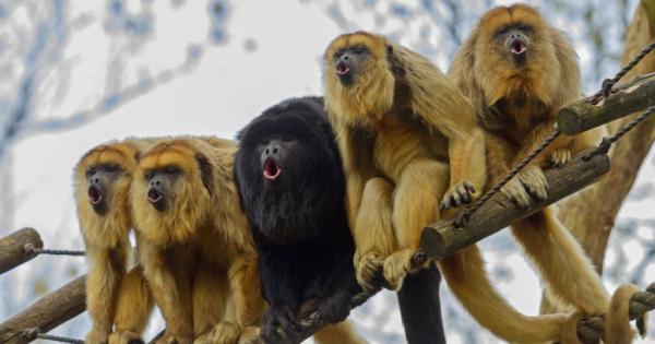 Αφρικανικές μαϊμούδες είχαν πάει στην Νότια Αμερική πριν 34 εκατομμύρια χρόνια
