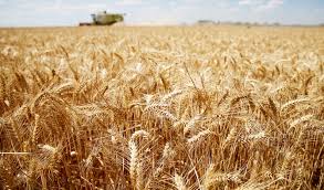 Κοροναϊός : Η Ρωσία μειώνει δραστικά τις εξαγωγές σιτηρών - Φόβοι για την παγκόσμια αγορά τροφίμων