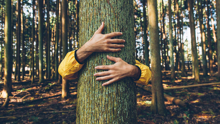 Κοροναϊός : «Αντί για ανθρώπους, αγκαλιάστε δέντρα»