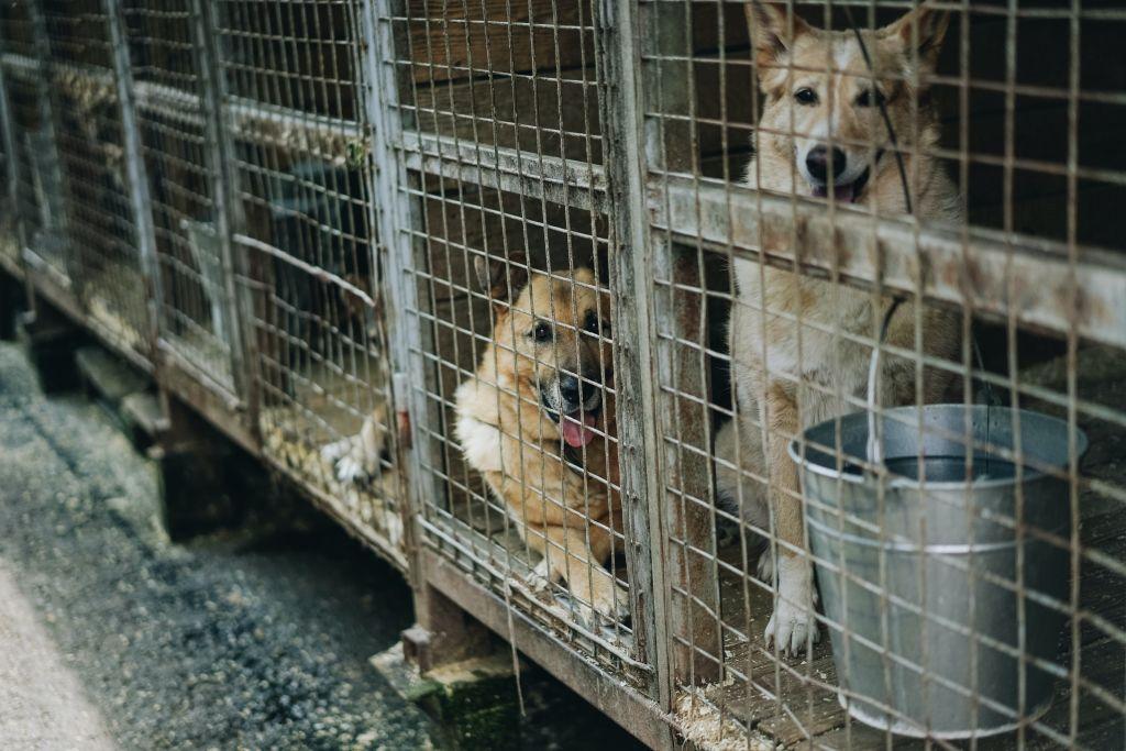 Κίνα : Απαγορεύτηκε η κατανάλωση σκύλων εξαιτίας του κοροναϊού
