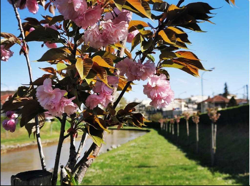 Οι κερασιές «ανθίζουν» τη σχέση Τρικάλων- Ιαπωνίας