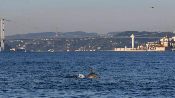 Γέμισε δελφίνια ο Βόσπορος μετά την καραντίνα της Κωνσταντινούπολης