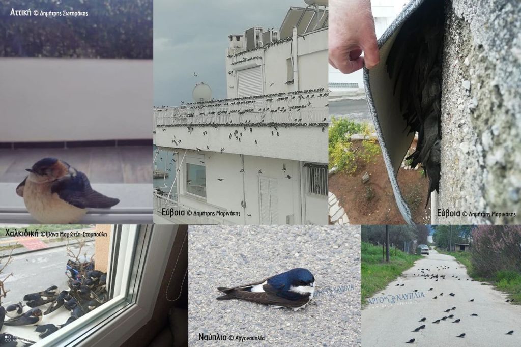 Δεκάδες χιλιάδες νεκρά ή εξουθενωμένα αποδημητικά πουλιά