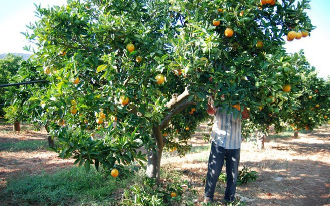 Έκκληση των ελλήνων παραγωγών να εγκριθεί η είσοδος 7.000 εργατών γης από την Αλβανία