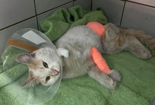 Κτηνωδία στο Βόλο: Έδεσαν γάτα με σύρμα και την έκοψαν στα δύο
