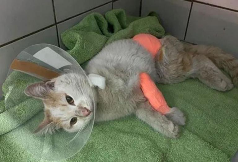 Κτηνωδία στο Βόλο: Έδεσαν γάτα με σύρμα και την έκοψαν στα δύο