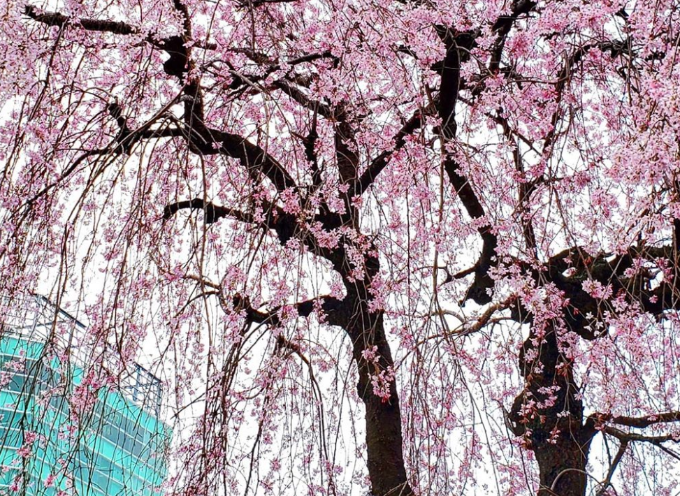 Homenami: Η online απόλαυση των ανθισμένων κερασιών στην Ιαπωνία