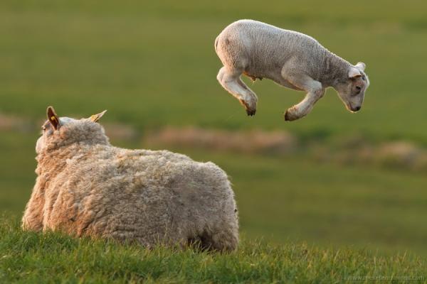 Ουαλία : Πρόβατα κάνουν γύρω-γύρω όλοι σε παιδική χαρά