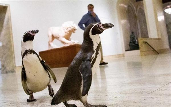 «Φιλότεχνοι» πιγκουίνοι επισκέφθηκαν το Nelson Atkins Museum of Art