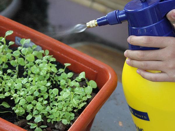 Εντομοκτόνα: Βασικές οδηγίες για τη χρήση τους