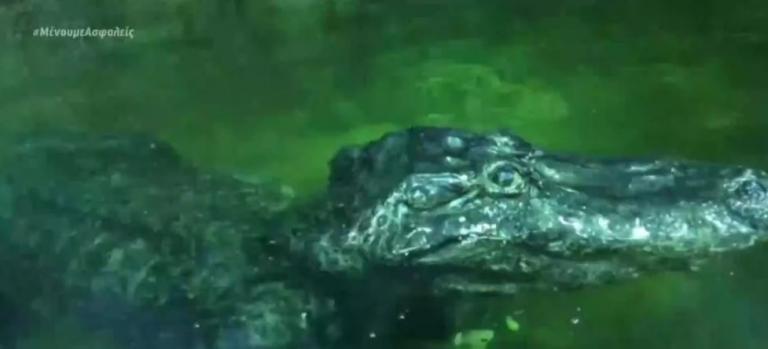 Πέθανε από γεράματα ο «αλιγάτορας του Χίτλερ»