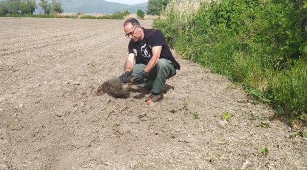 Καστοριά: Αρκούδα έθαψε σε αγρόκτημα τα μικρά της