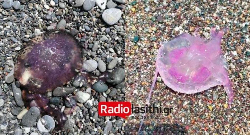 Pelagia noctiluca: Ποιο είναι το ασυνήθιστο είδος τσούχτρας που εμφανίστηκε στις παραλίες της Κρήτης