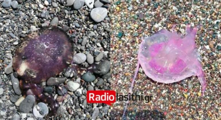 Pelagia noctiluca: Ποιο είναι το ασυνήθιστο είδος τσούχτρας που εμφανίστηκε στις παραλίες της Κρήτης