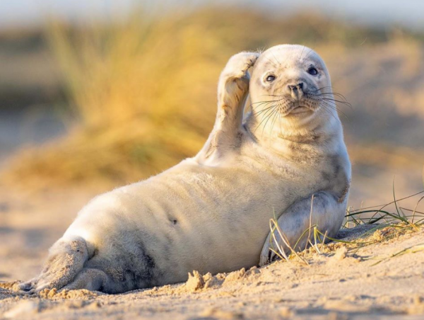 Βραβεία Κωμικής Φωτογραφίας Άγριας Ζωής: Oι πιο αστείες στιγμές της φύσης