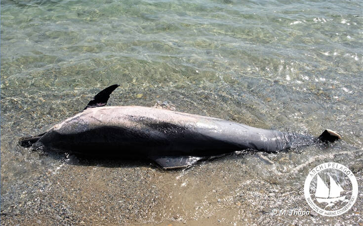Κτηνωδία δίχως τέλος στο Αιγαίο: Έκοψαν με μαχαίρι τα πτερύγια δελφινιών