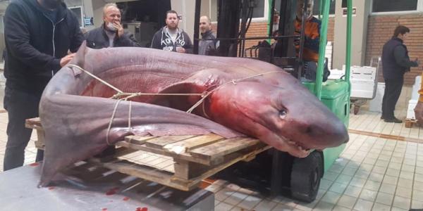 Καβάλα: Ψαράδες έπιασαν καρχαριοειδές-γίγας 330 κιλών