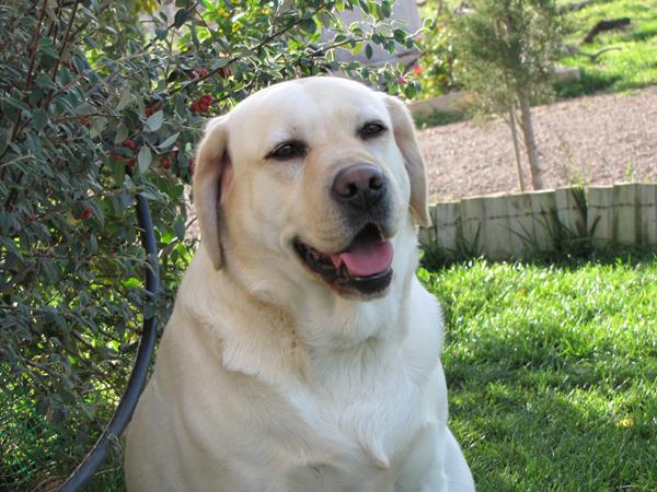 Κοροναϊός – Βρετανία : Υπό διερεύνηση το εάν σκύλοι έχουν την ικανότητα να ανιχνεύουν την Covid-19