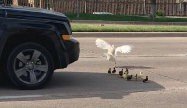 Πάπια και τα παπάκια της γλιτώνουν… στο τσακ