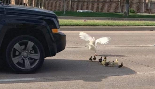 Πάπια και τα παπάκια της γλιτώνουν… στο τσακ