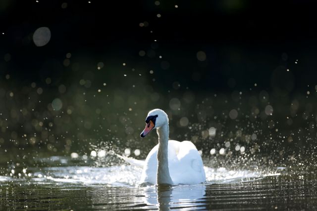 Ο κοροναϊός «χτύπησε» την… απογραφή των βασιλικών κύκνων στη Βρετανία