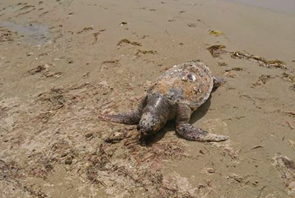 Δύο θαλάσσιες χελώνες νεκρές σε παραλίες της Καβάλας