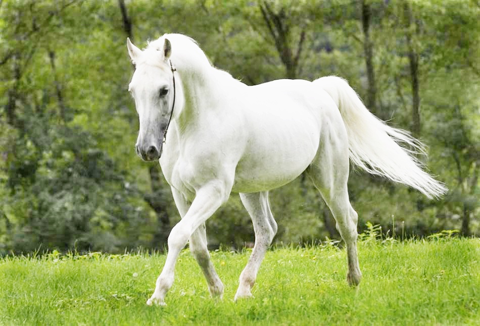 Κορονοϊός: Το λευκό άλογο που σπάει την καραντίνα και προσφέρει χάδια και αγκαλιές