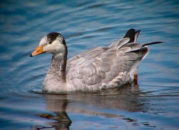 Μαμά χήνα έβγαλε βόλτα τα μωρά της στην Πάρο