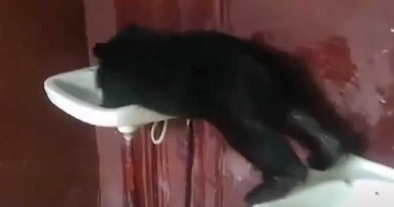 Αρκουδάκι σκαρφαλώνει σε νιπτήρα για να δροσιστεί