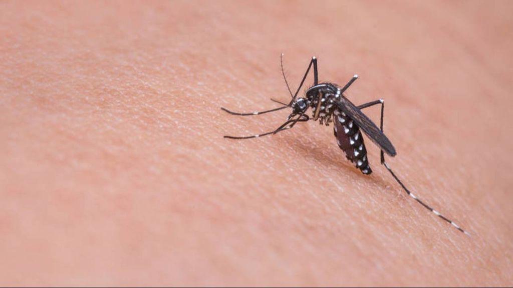 Κοροναϊός : Μεταδίδεται από τα κουνούπια; – Τι είπε ο Σ. Τσιόδρας